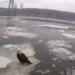 Video Shows NYPD Rescuing Bald Eagle From Hudson River